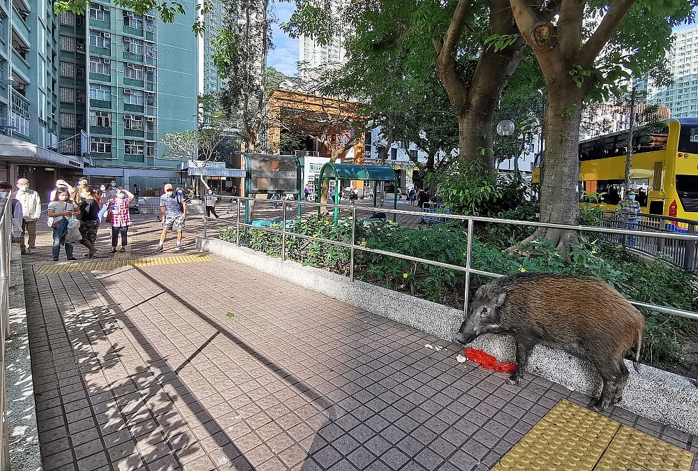 近年常有野豬出沒市區,更有不少被車撞傷。資料圖片