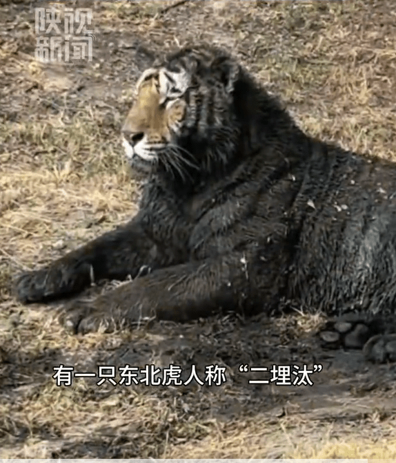 哈爾濱網紅東北虎「二埋汰」愛碌泥氹,相親屢遭母虎嫌棄。 哈爾濱網紅東北虎「二埋汰」愛碌泥氹,相親屢遭母虎嫌棄。