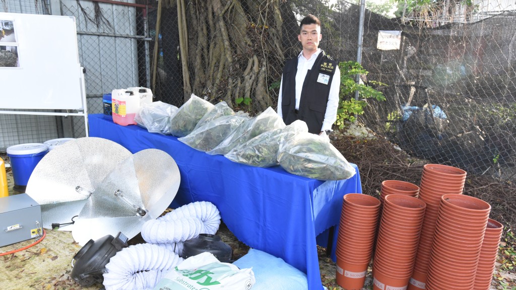 元朗村屋淪大麻種植場 警拘一男檢3900萬元植株及成品