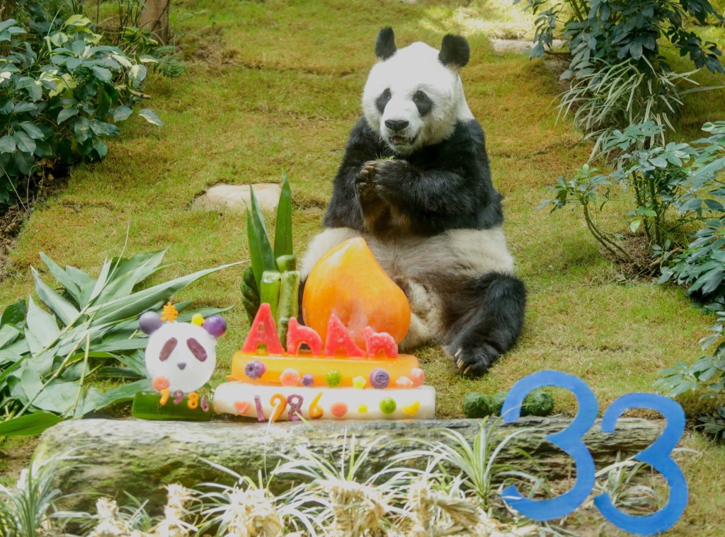 踏入 33 歲的安安相當於大熊貓界的百歲「熊瑞」。海洋公園圖片