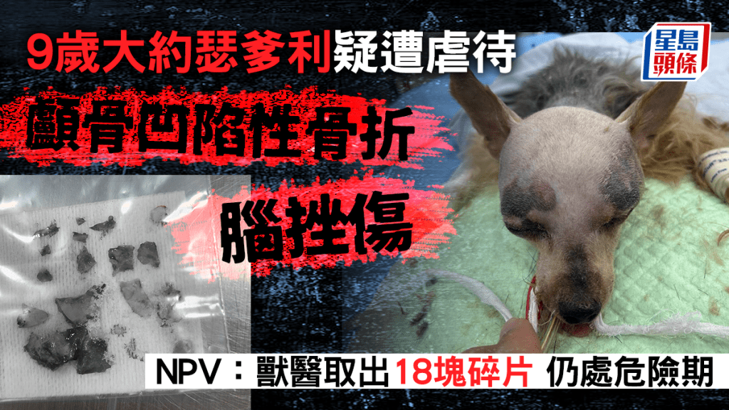 9歲大約瑟爹利疑遭虐待 顱骨凹陷性骨折 獸醫取出18塊碎片