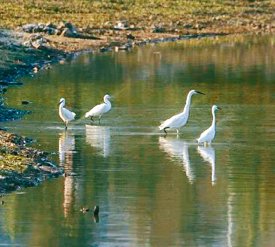 侯鳥在落馬洲濕地棲息。