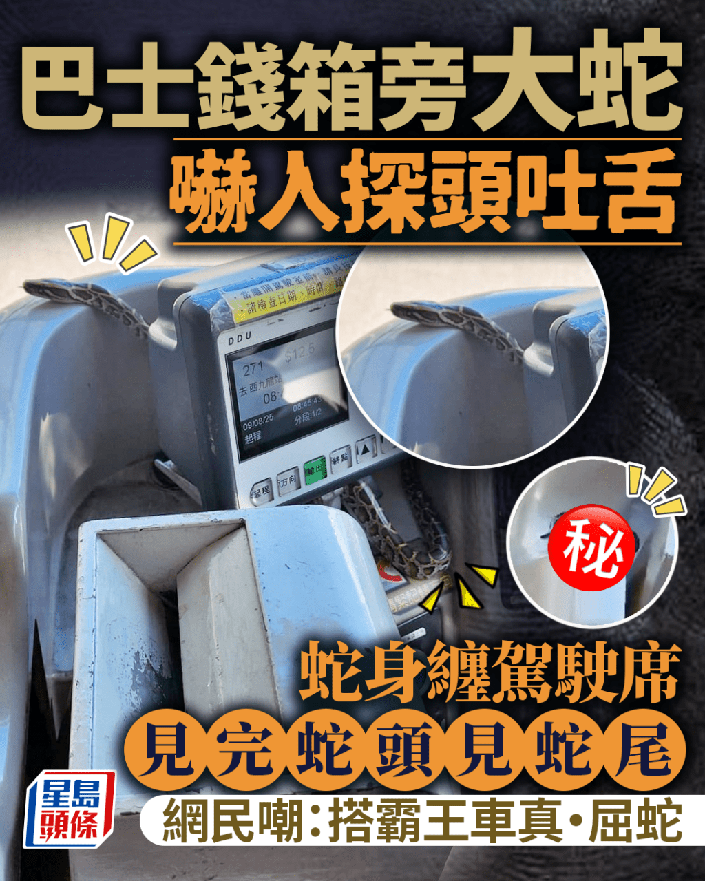 巴士錢箱旁大蛇探頭吐舌 蛇身纏駕駛席見完蛇頭見蛇尾 網民嘲：搭霸王車真•屈蛇