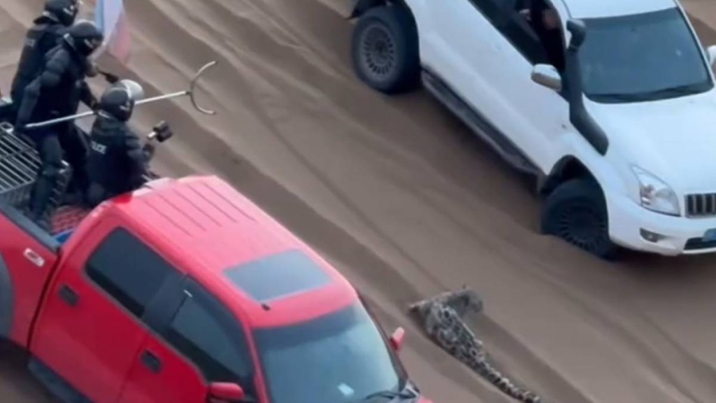 多個部門穿上護甲，以捕獸叉、繩網等圍捕雪豹。抖音＠阿卜-浩雅沙行