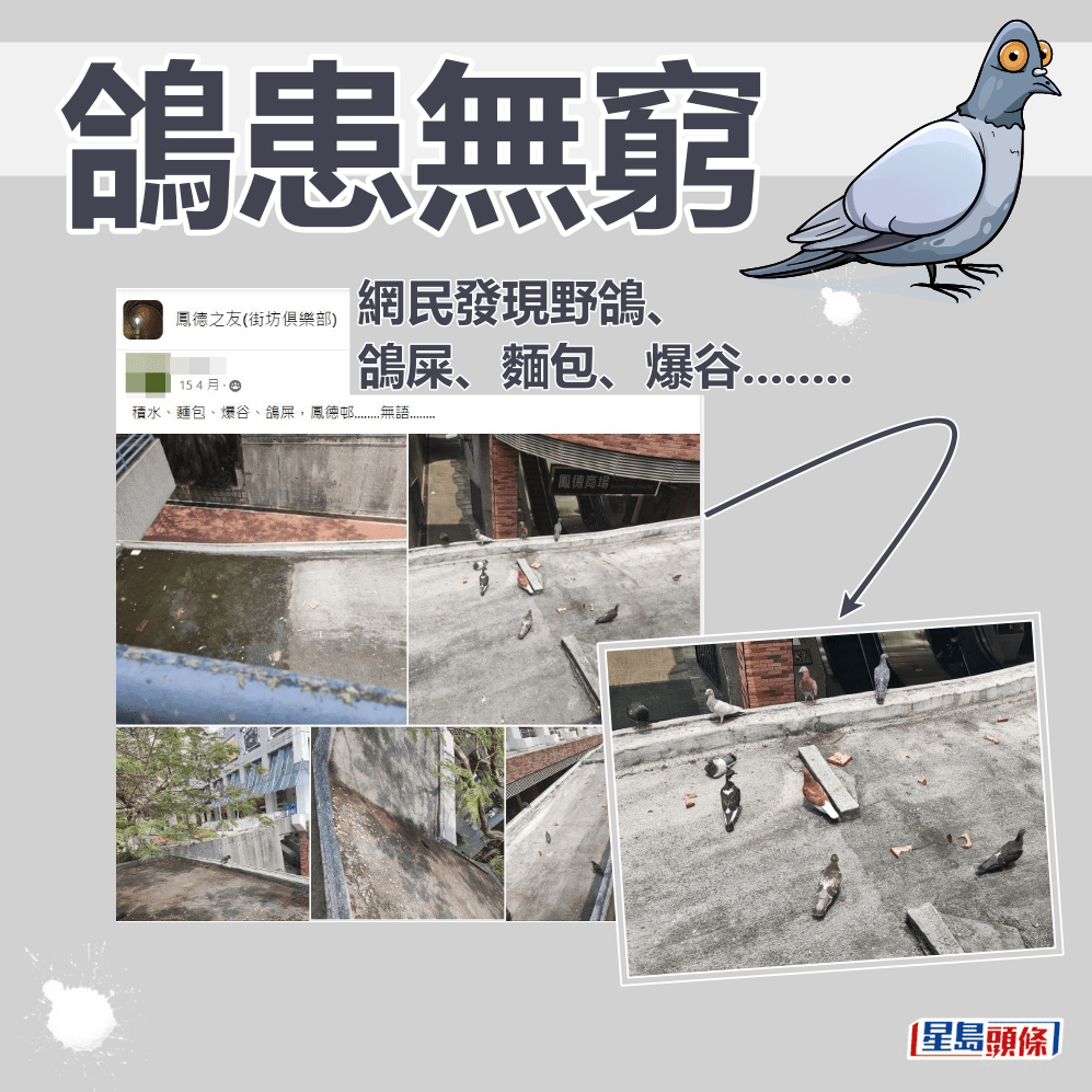 網民發現野鴿、鴿屎、麵包、爆谷........fb「鳳德之友(街坊俱樂部)」截圖