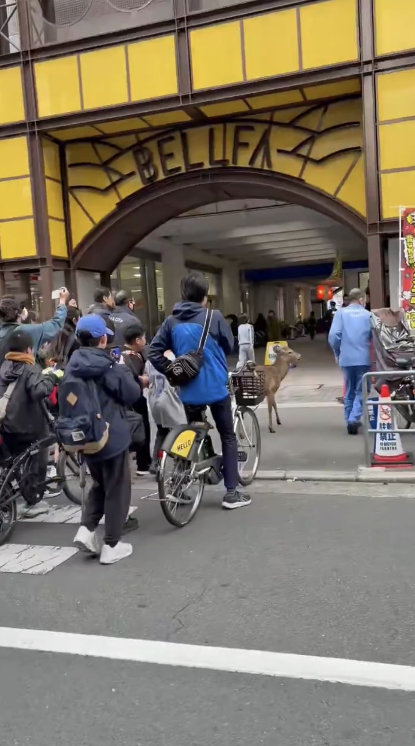 民众围观奈良鹿在大阪“逛街”。 X@xo719xo