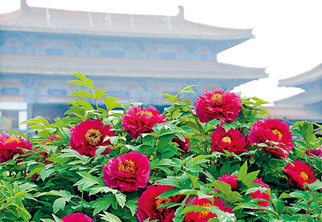 約八成調查民眾投票牡丹花為國花。