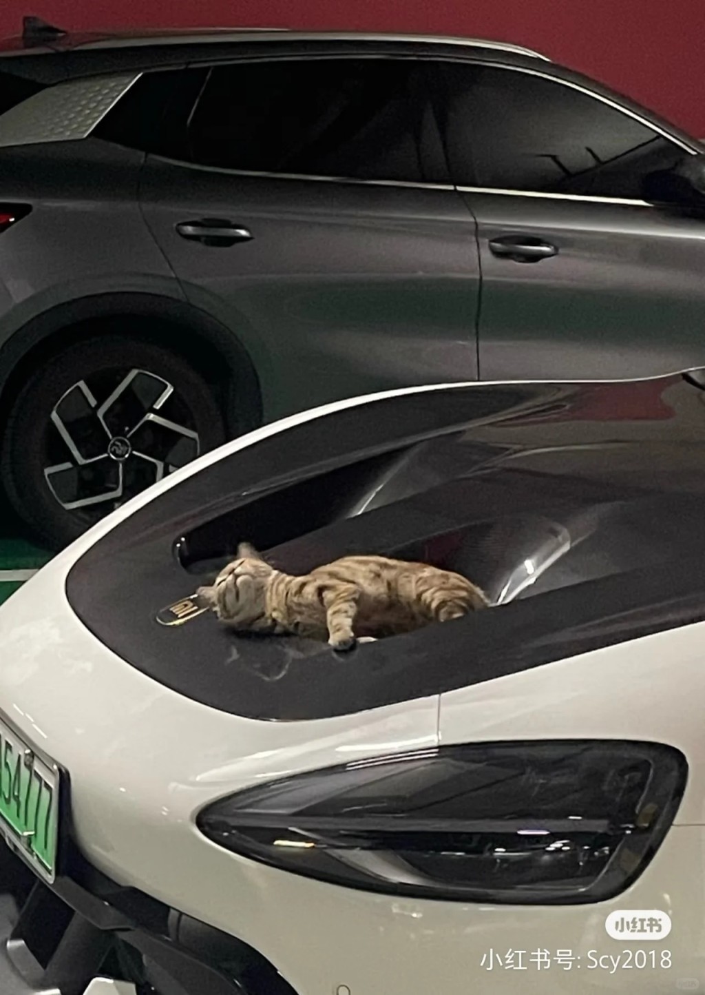 小米SU7 Ultra車頭冚的雙凹位變完美貓窩。小紅書