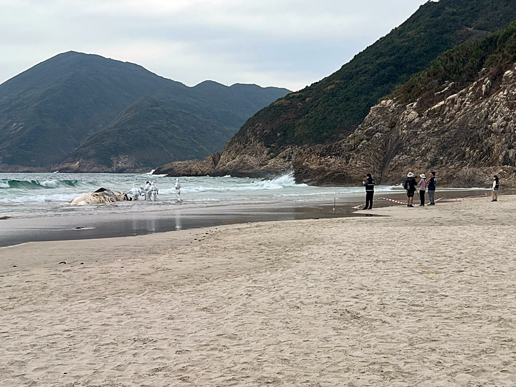 海洋公園和漁護署人員到場處理屍體。讀者提供