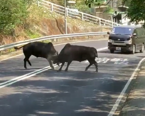 兩隻牛在馬路上開打。網上片段截圖