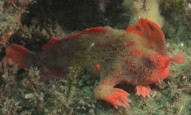 紅色長手魚(red handfish)是躄魚的一種,學名紅合鰭躄魚。(網圖)