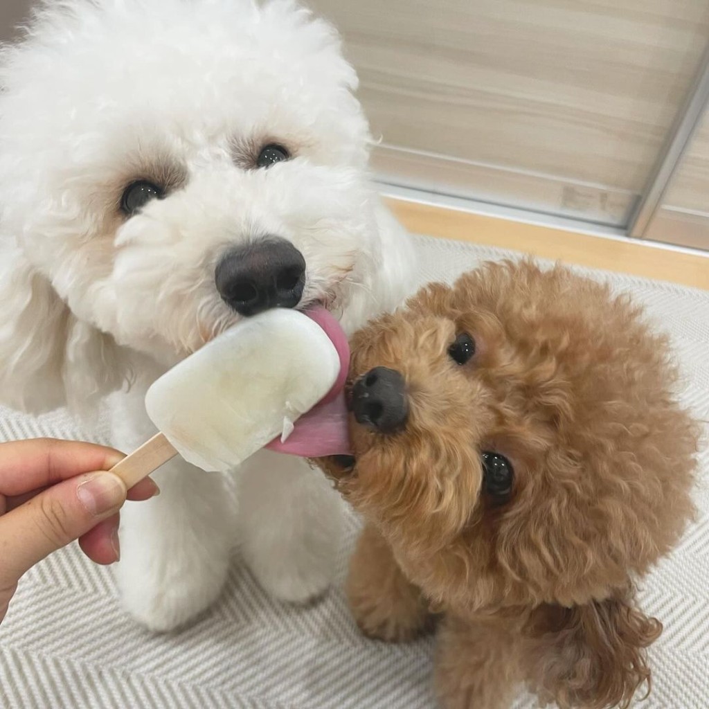 狗隻進食後，不宜馬上運動。（IG@wanchan_honpo）