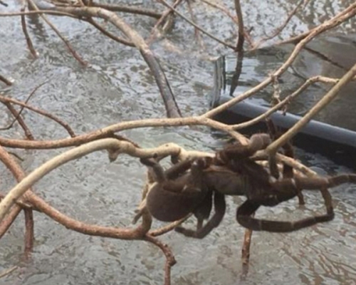 一隻體形巨大的澳洲狼蛛死抓樹枝防止被洪水沖走。 網圖