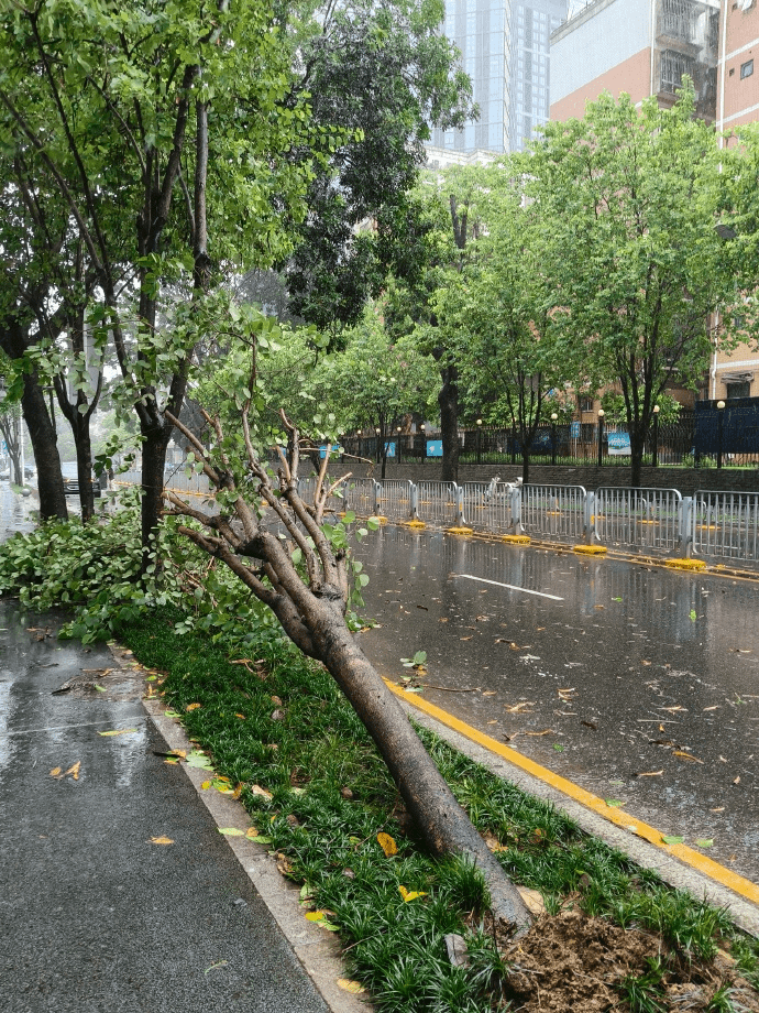 深圳市區狂風驟雨下樹木倒伏。