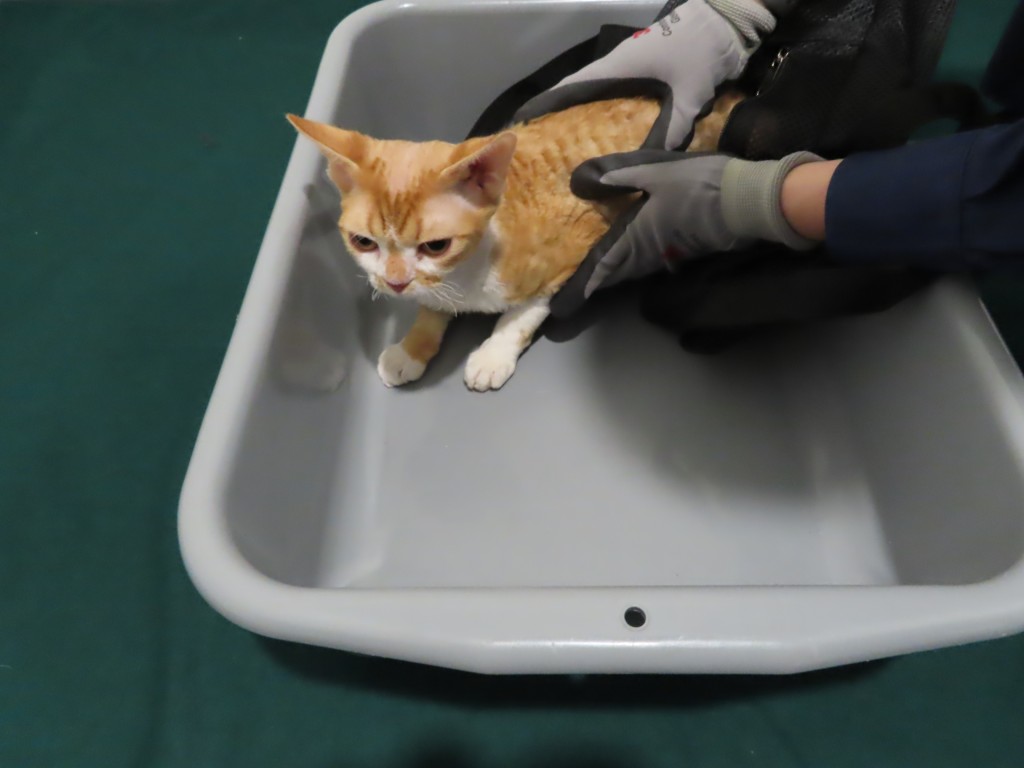 行动中检获的猫只。政府新闻处图片
