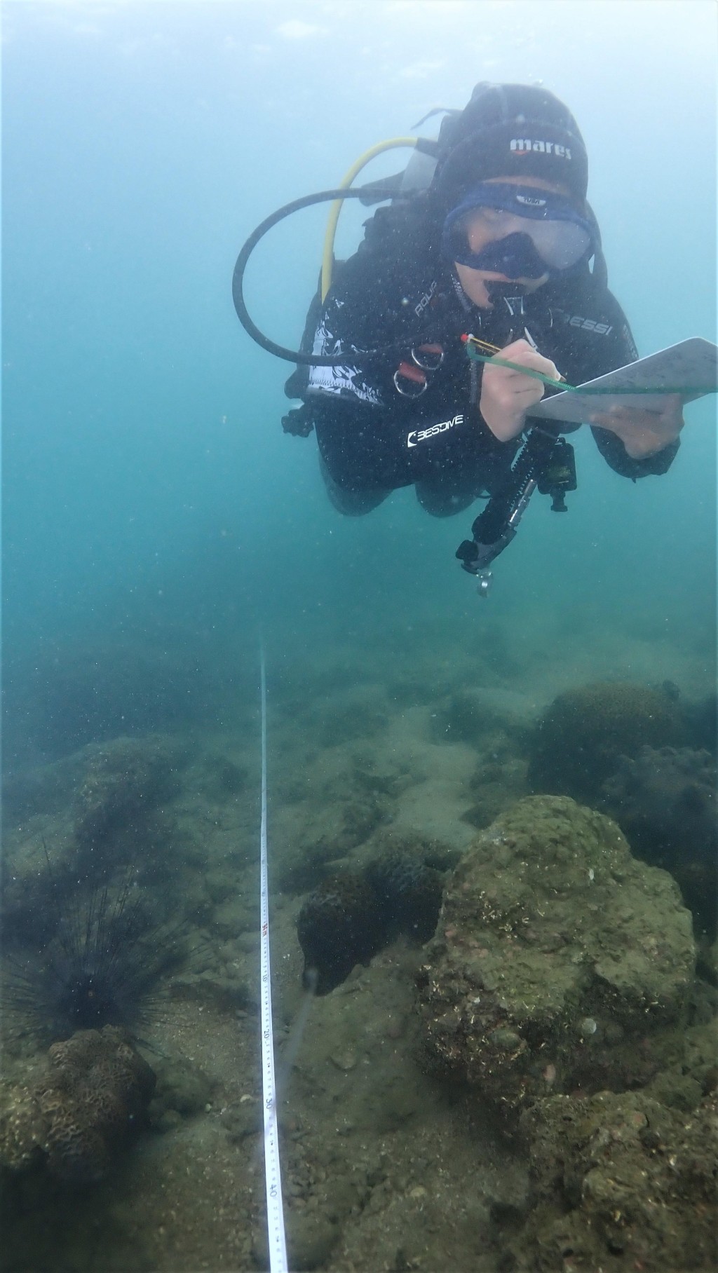珊瑚礁普查员进行珊瑚调查。政府新闻处