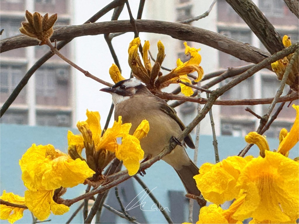 鳥語話黃花。Winnie Lam圖片授權