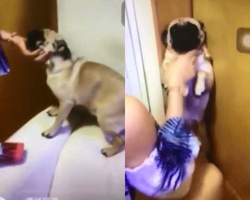 港女疑暴力教八哥。影片截圖