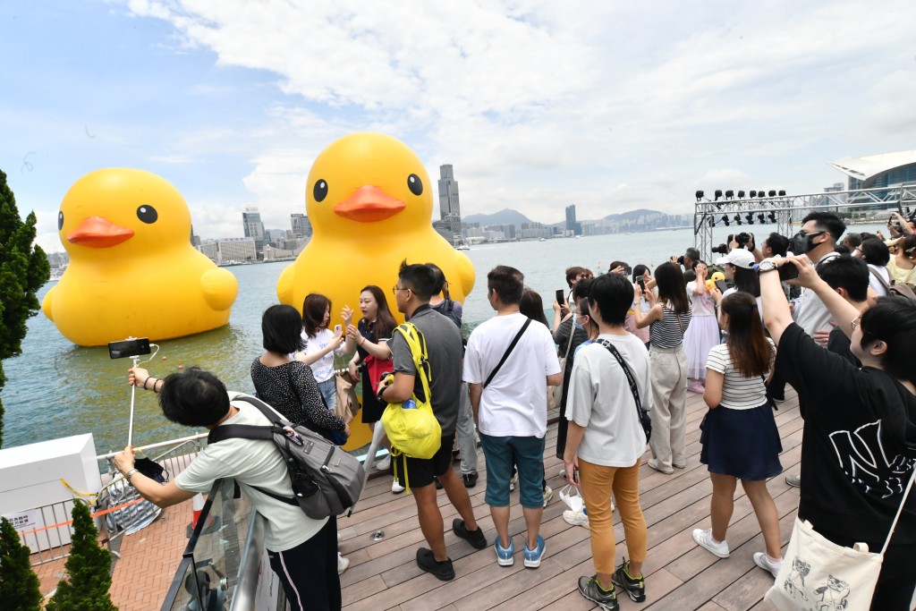 兩隻巨型黃色「橡皮鴨」今早仍於中環海濱供市民參觀。禇樂琪攝