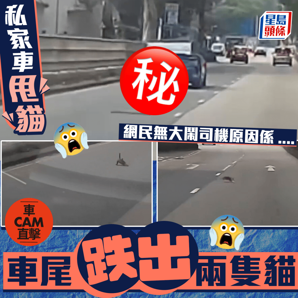 私家車甩「貓」 車Cam直擊兩貓車尾墮地 網民因一理由無怪罪司機