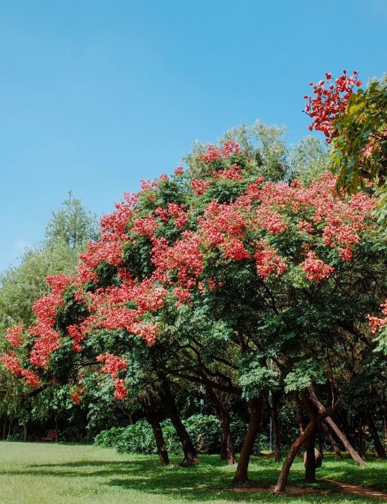 莲花山公园的栾树又高又大棵