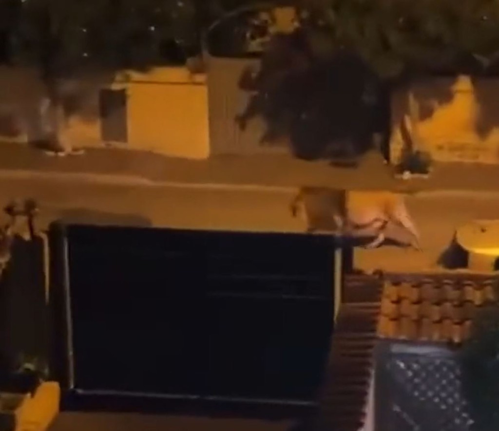 獅子「金巴」在街上遊走。（平台「Ｘ」）