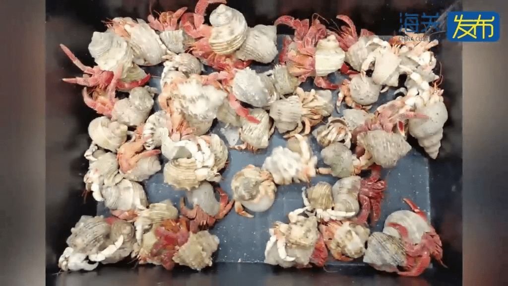 内地女背包藏的59只活“橙红陆寄居蟹”。 内地女背包藏的59只活“橙红陆寄居蟹”。