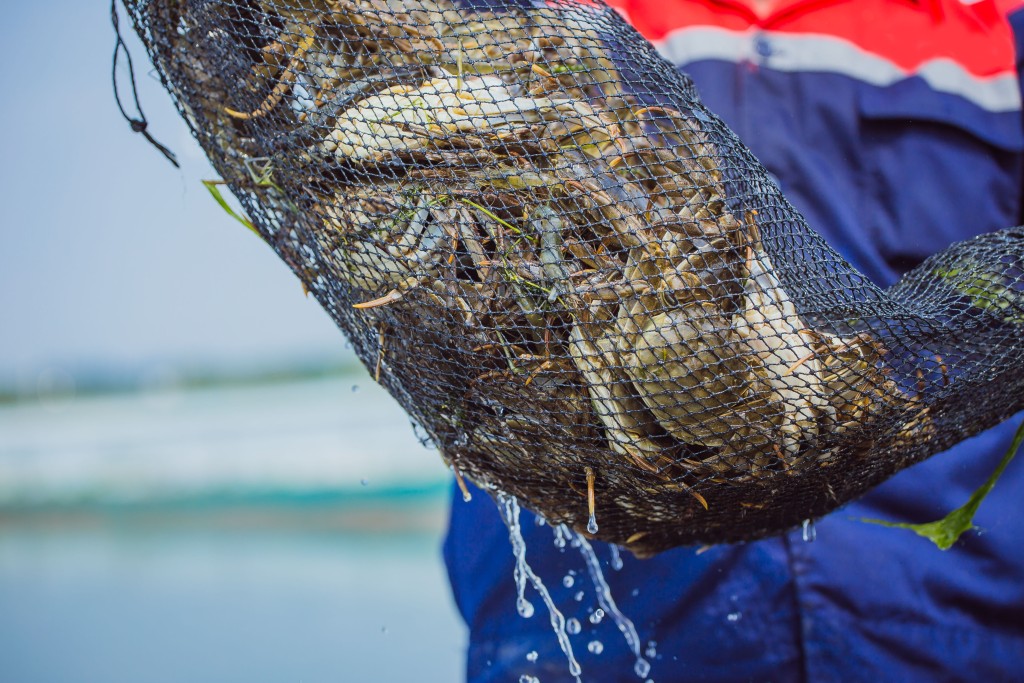 京東團隊親赴養殖地把關,精選膏滿靚蟹空運抵港。 京東團隊親赴養殖地把關,精選膏滿靚蟹空運抵港。