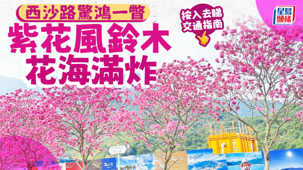 西沙路驚鴻一瞥 紫花風鈴木花海滿炸 附交通指南。圖片授權藍雨洋