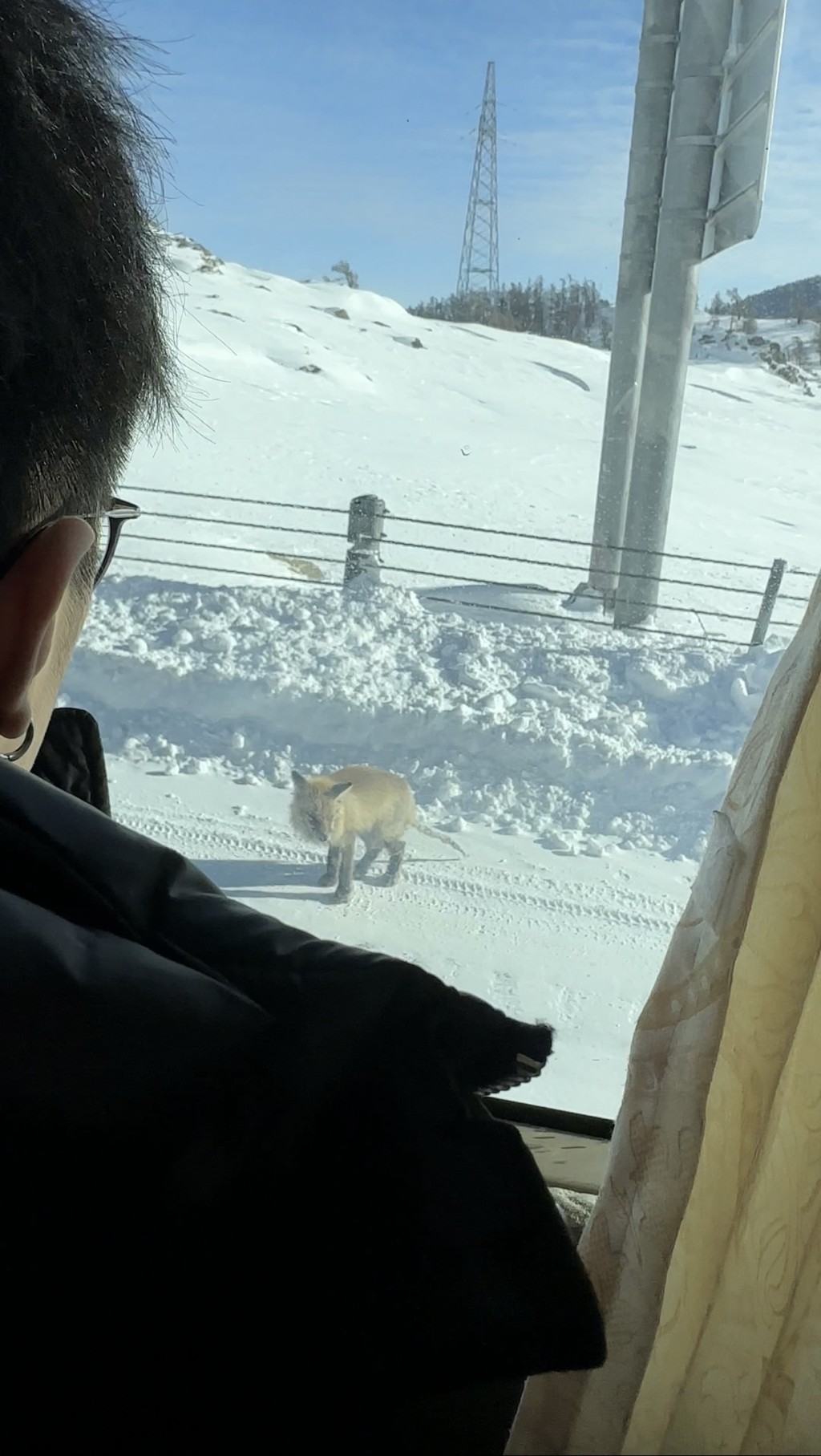 民众游阿勒泰看见其他小狐狸，尾巴掉毛严重，当地司机介绍说是被投喂太多咸食所致。 微博