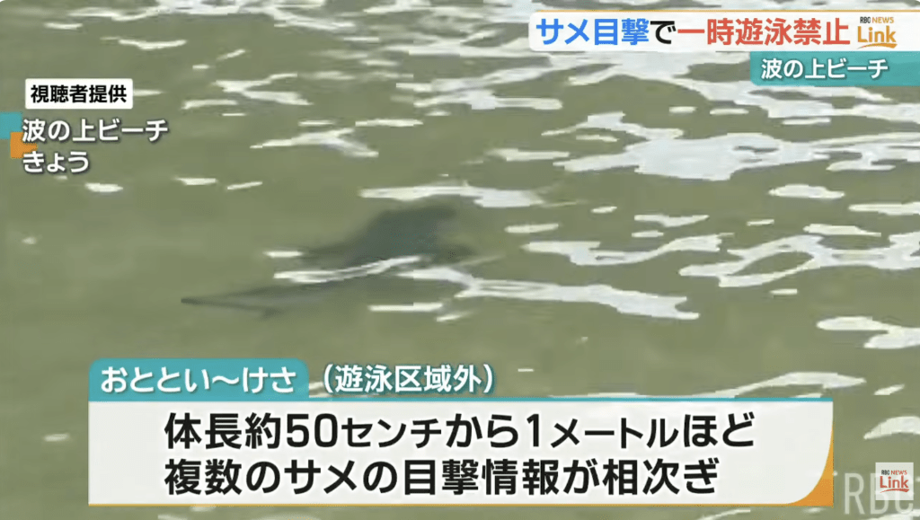民眾表示曾看見3條身長約50厘米至1米的鯊魚在近岸淺水區活動。