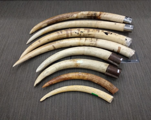 海關檢獲走私象牙。海關圖片