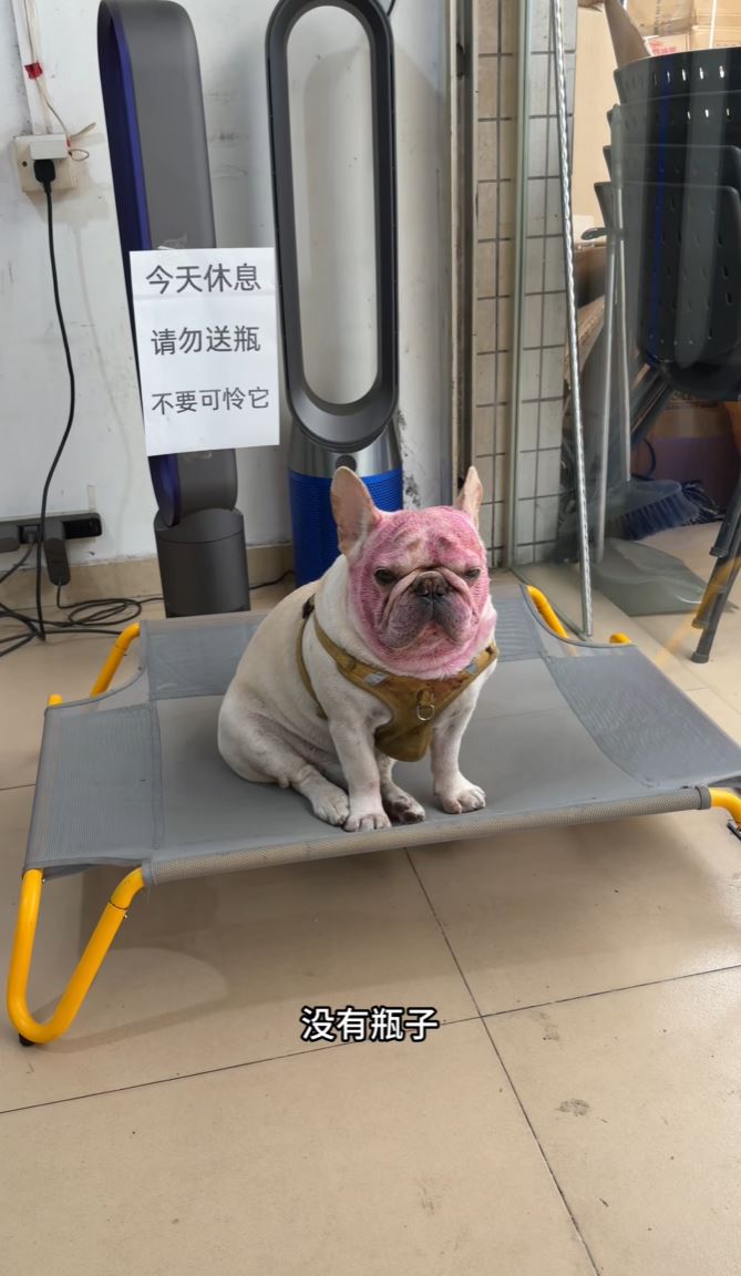 “小白”的捡胶樽变卖影片，令牠每月总收入近万元。