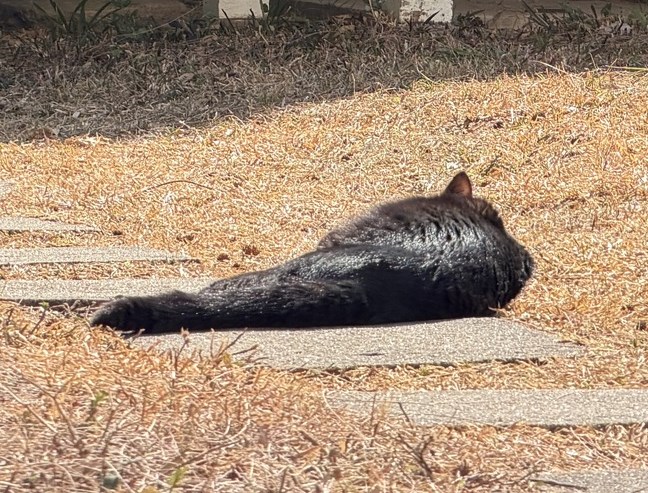 facebook截圖（資料來源：香港天文台 HKO facebook專頁）