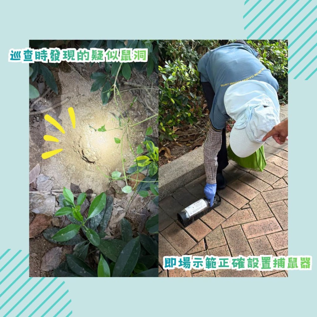 今日巡查發現鼠跡，部份花槽內有多個鼠洞。FB：食環署