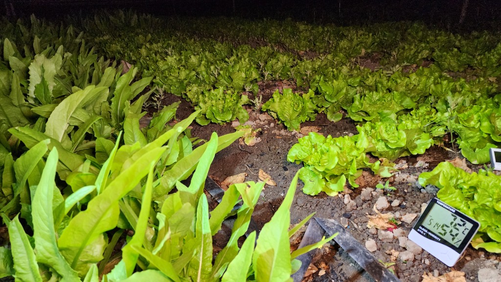 農田未見有結霜的情況。黎志偉攝