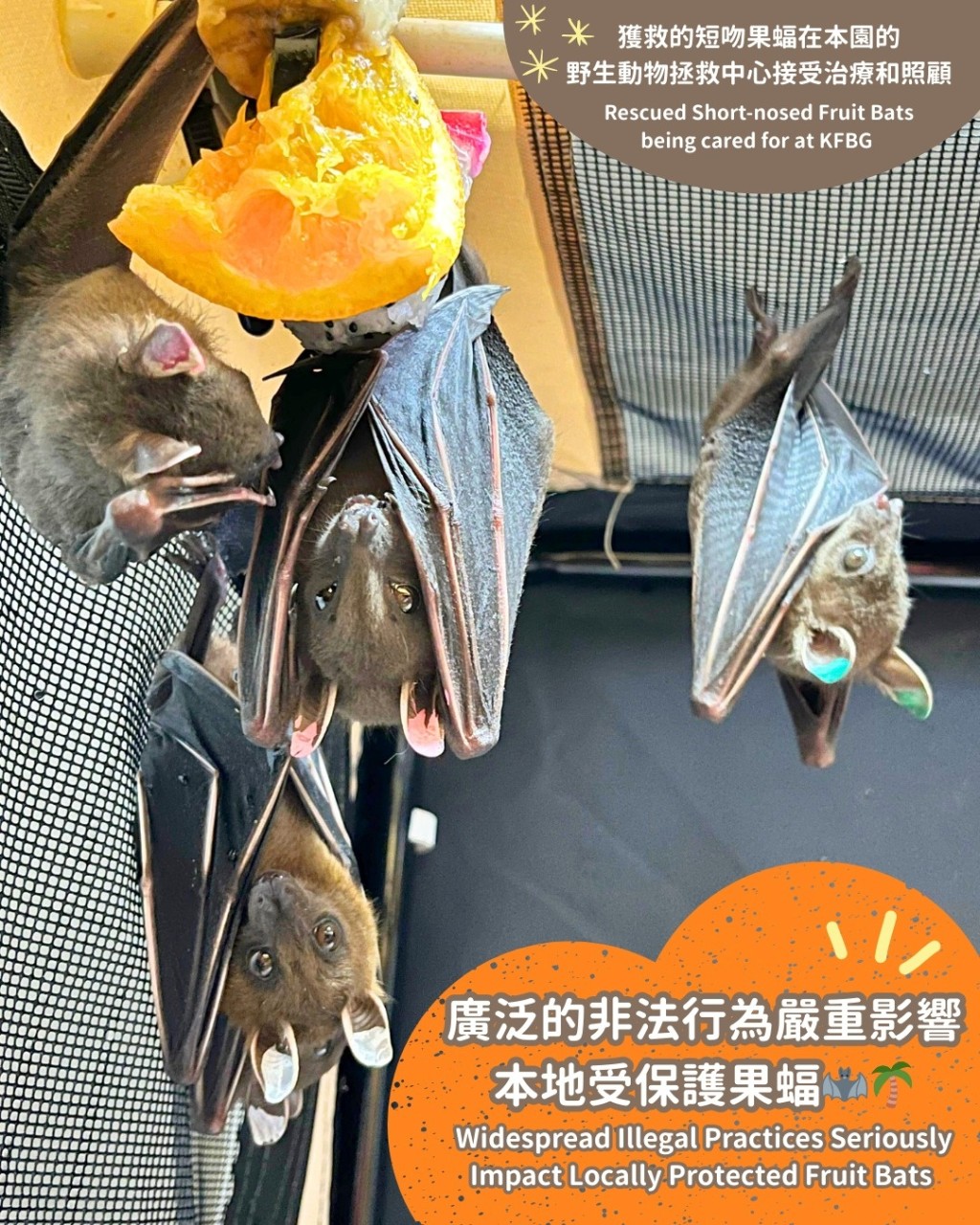 園方指當中涉及大約30隻短吻果蝠個體,部分出現受傷情況。嘉道理農場暨植物園fb圖片 園方指當中涉及大約30隻短吻果蝠個體,部分出現受傷情況。嘉道理農場暨植物園fb圖片