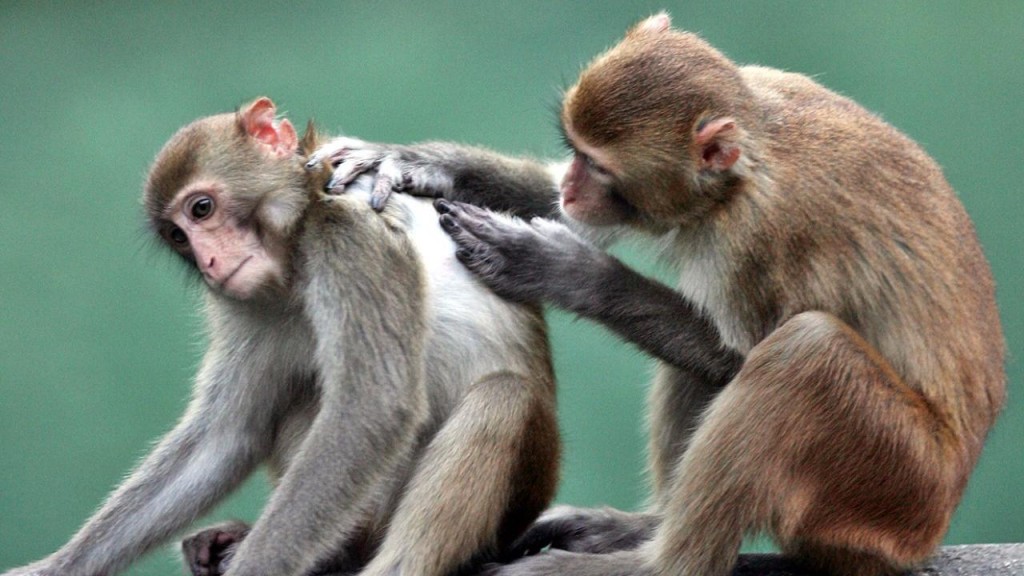 巴西猴痘疫情近日升溫，早前更傳出襲擊猴子的事件。資料圖片