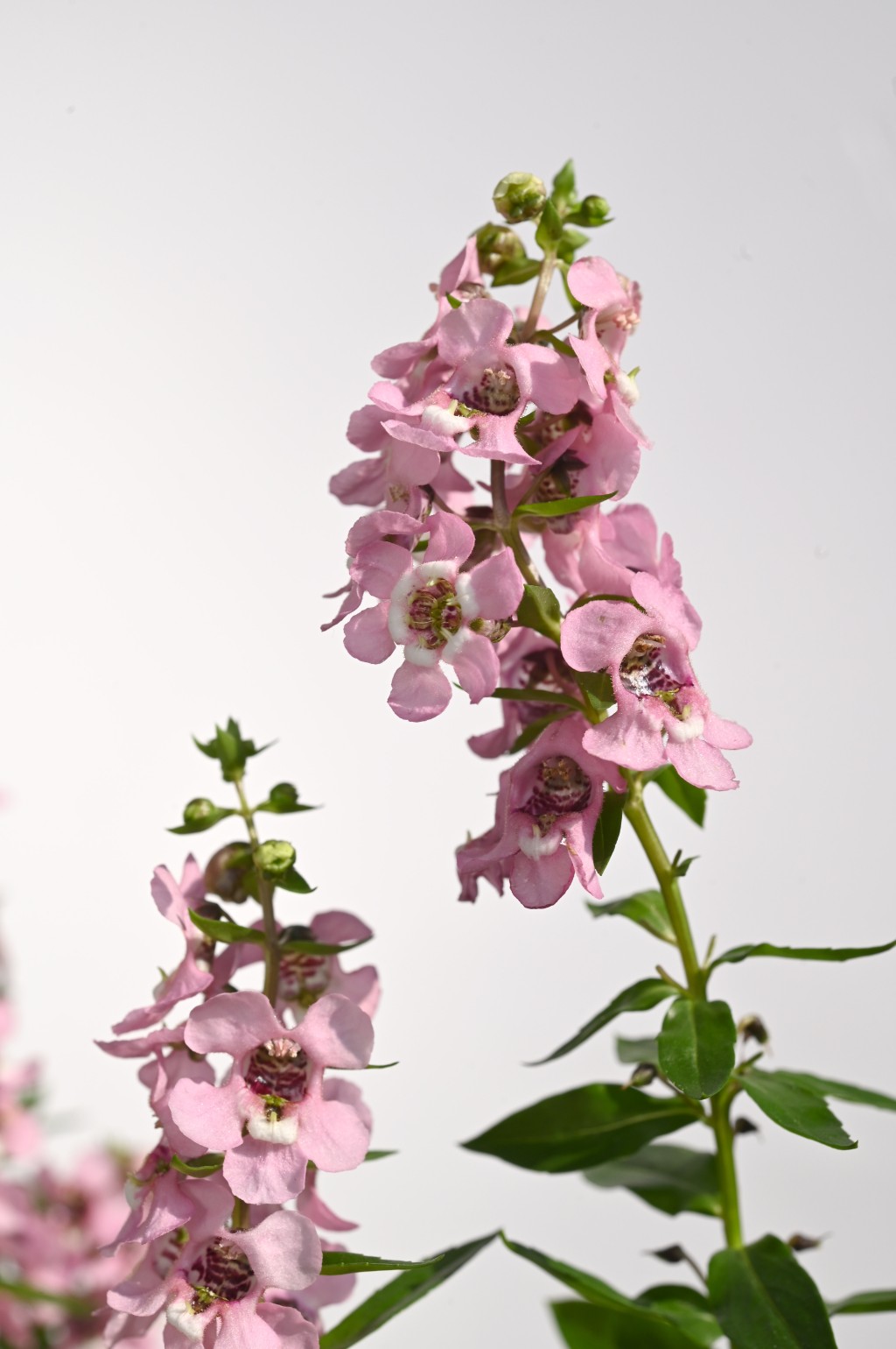 香彩雀花色豐富，常見的有純白、粉紅、淡紫、紫色及雙色條紋品種等。（政府新聞處提供）