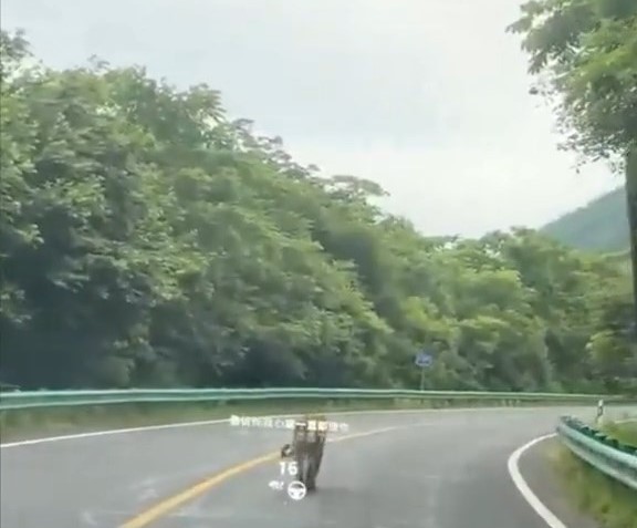 野生東北虎在公路上「散步」。抖音@我們的視頻