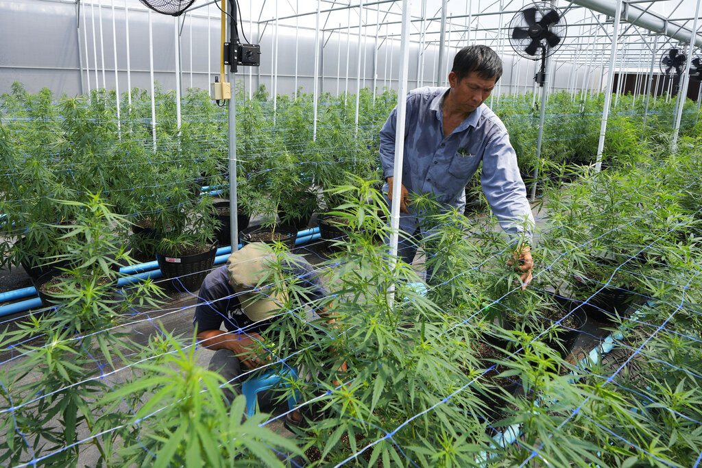 泰國種植大麻普遍。美聯社
