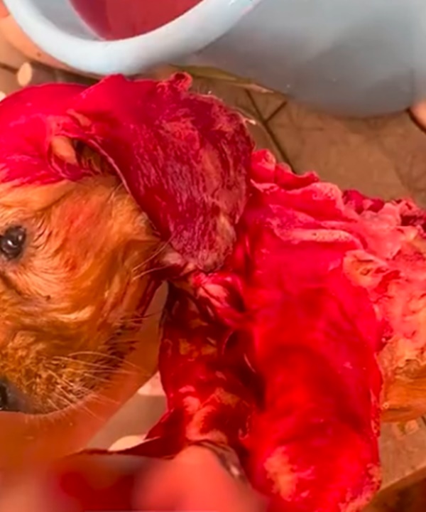 廣州一狗主飼養的金毛尋回犬，日前把丟棄的染髮膏咬破了。網上影片截圖