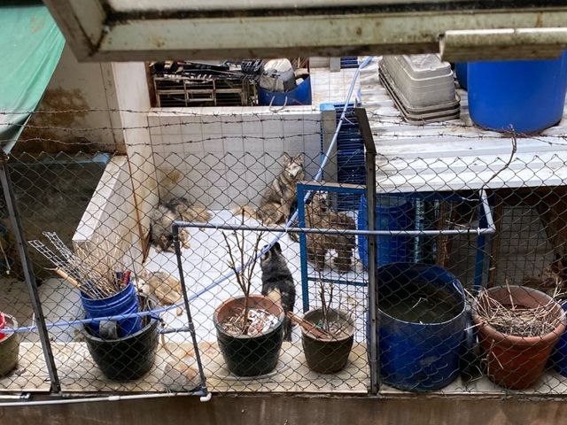 多只大狗被困养于荃湾某大厦天台。香港动物报图片