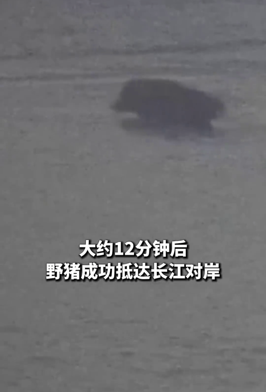 12分鐘橫渡長江後，該動物現身，原來是一隻野豬。