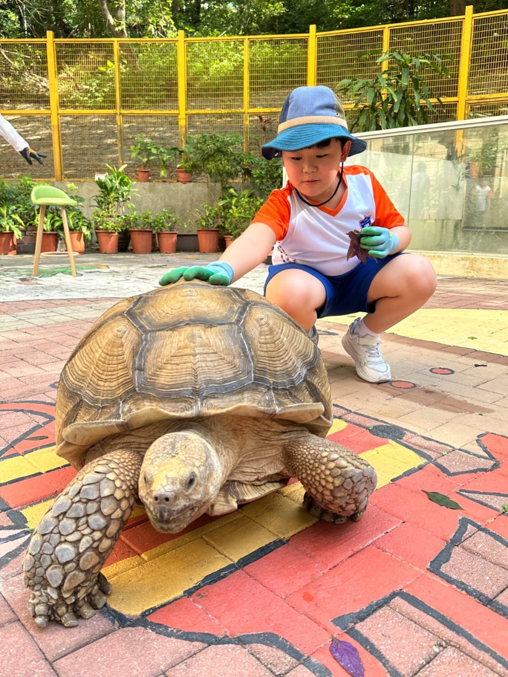 學生們經常輪流到「寵愛閣」餵飼盾臂龜「梁粉」。