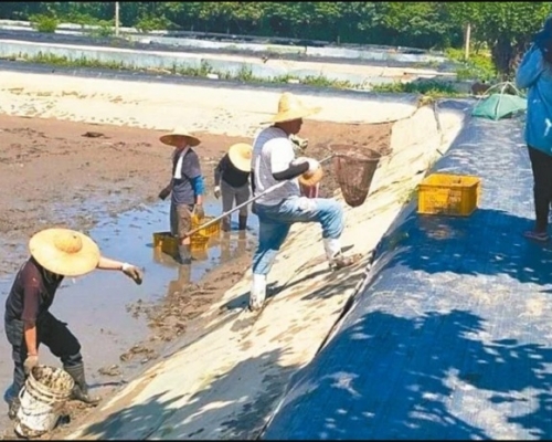 台灣新竹縣一個養殖場感染十足目虹彩病毒,日前進行全場銷毀及掩埋。網上圖片