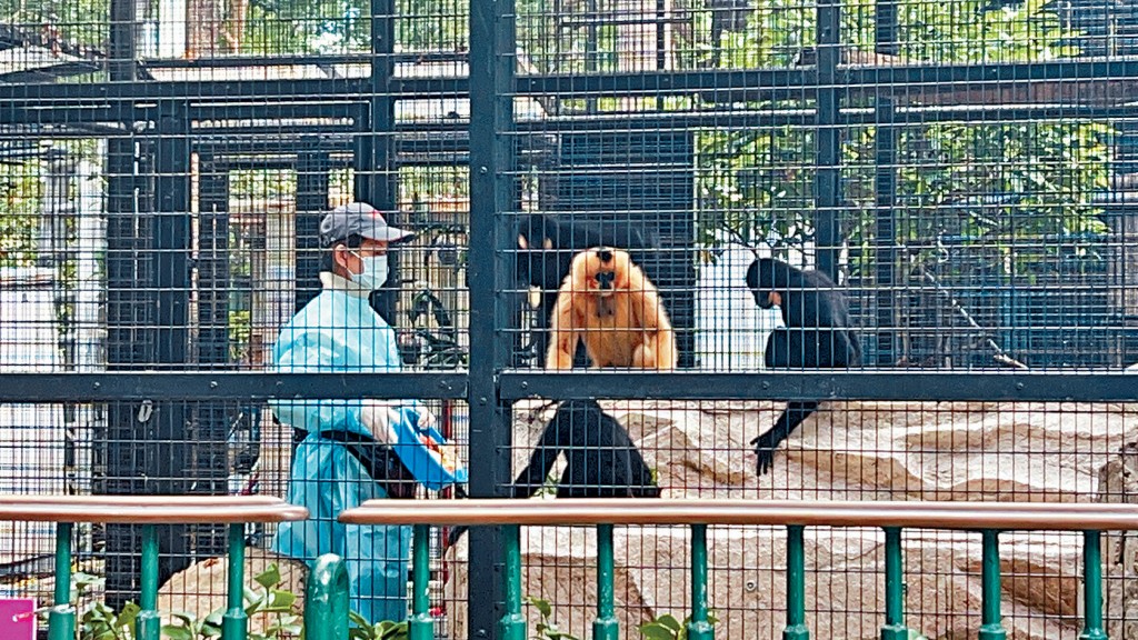 動植物公園內的哺乳類動物區暫停開放,職員穿上保護衣入內餵飼。