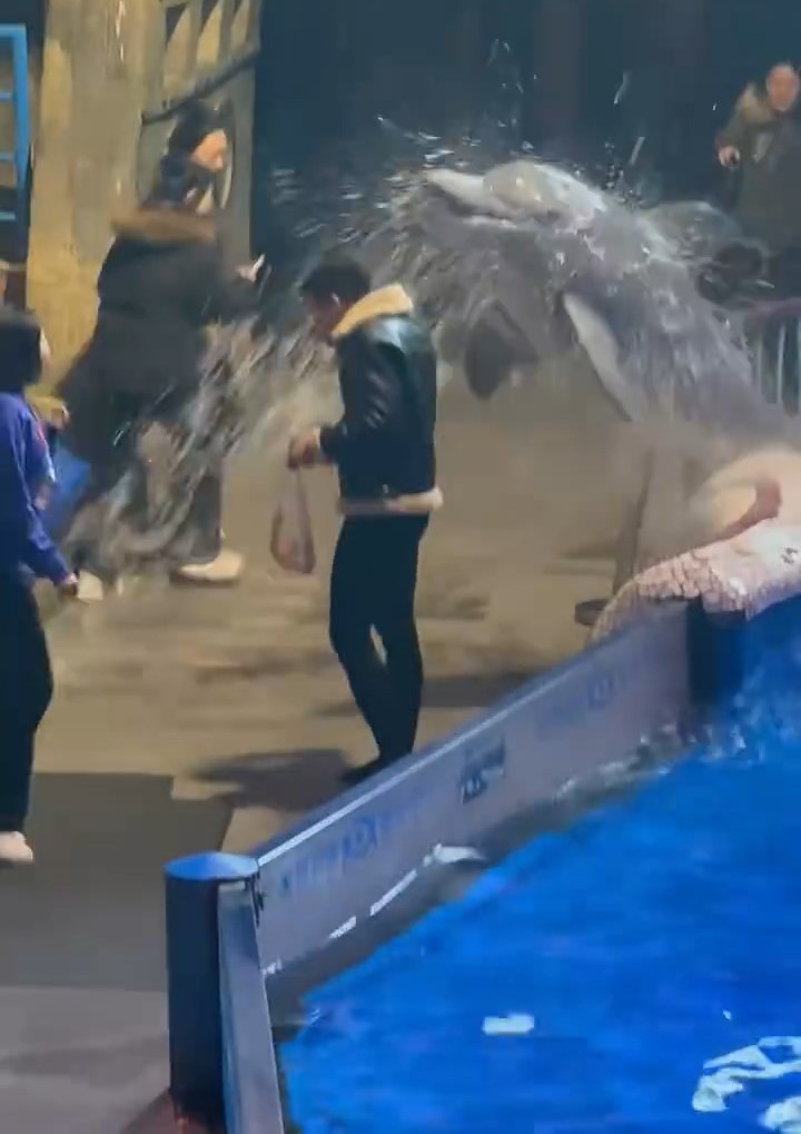網傳大連一海洋館內,一名男遊客無視吸煙禁令,水池內白鯨噴水淋頭獲激讚。紅星新聞 網傳大連一海洋館內,一名男遊客無視吸煙禁令,水池內白鯨噴水淋頭獲激讚。紅星新聞