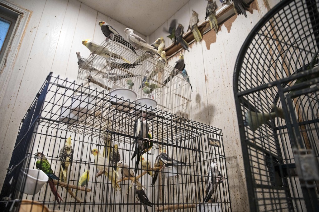 受困的动物包括150只雀鸟，大部分被困在笼内。