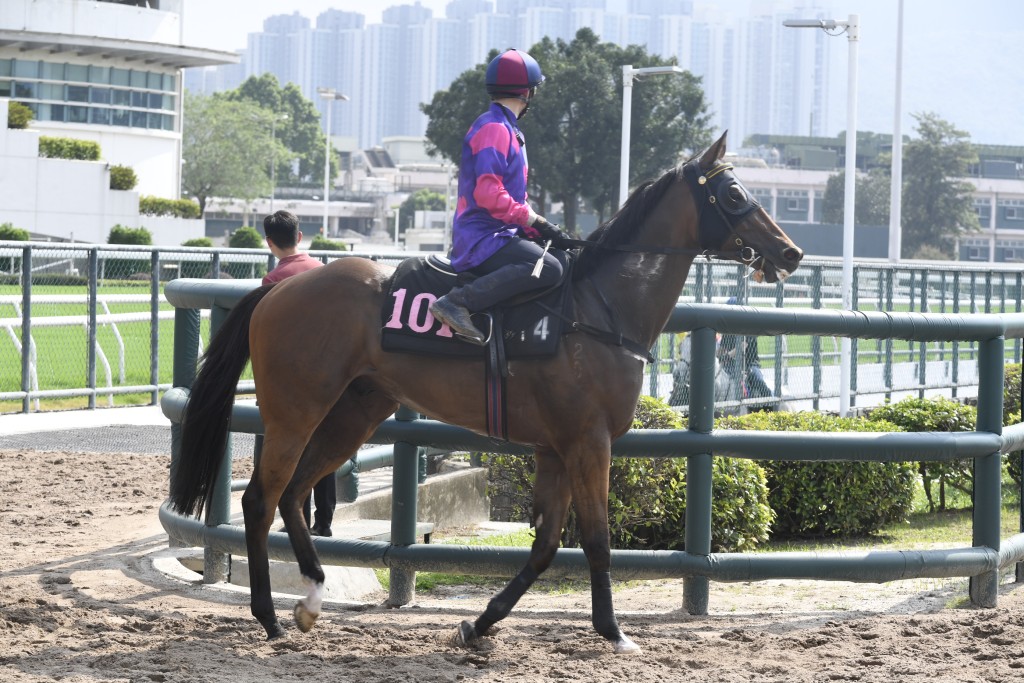 紐西蘭四歲馬「鋒王」轉跑谷草。